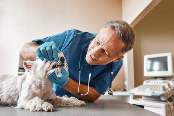 Best Emergency Broken Tooth Repair in Roslyn Estates, NY